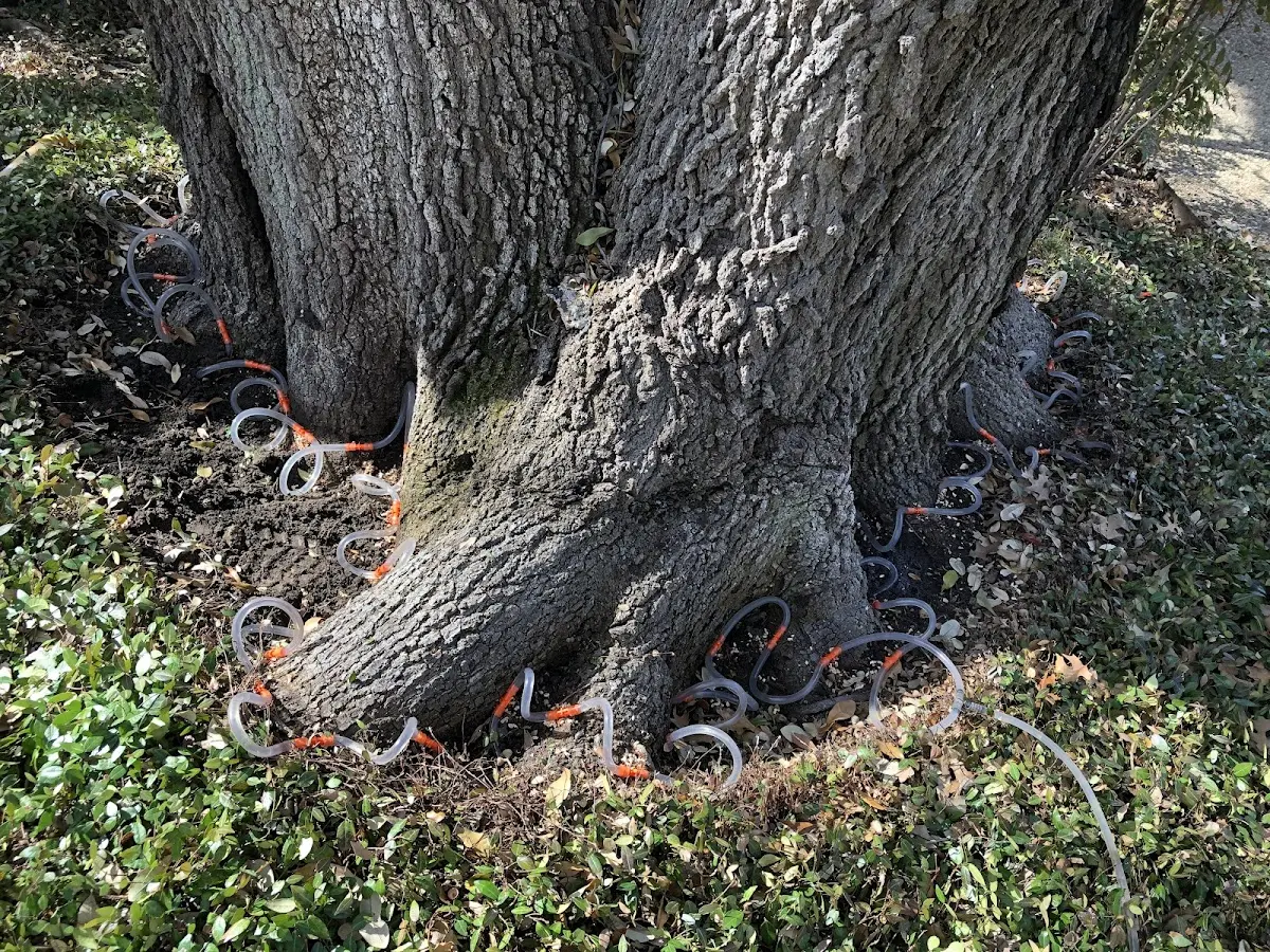 Detailed Tree Cabling and Bracing job site in Mount Freedom
